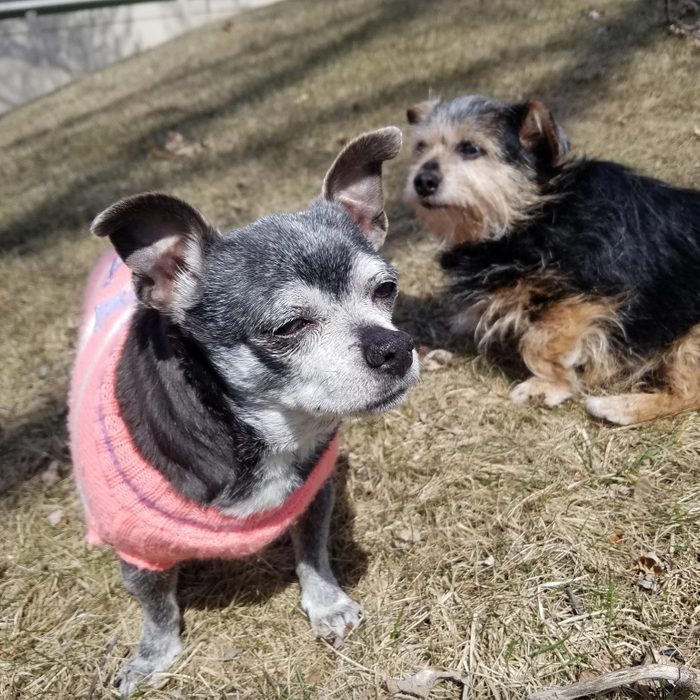Rd Adopt Shelter Dogs Patches And Frida Via Secondhandhound.org