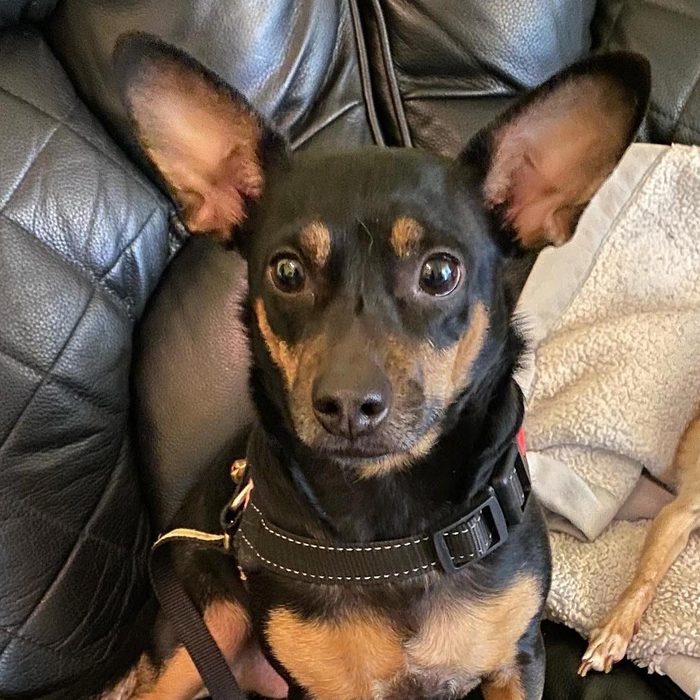 Rd Adopt Shelter Dogs Penny Courtesy Lisa Marie Conklin