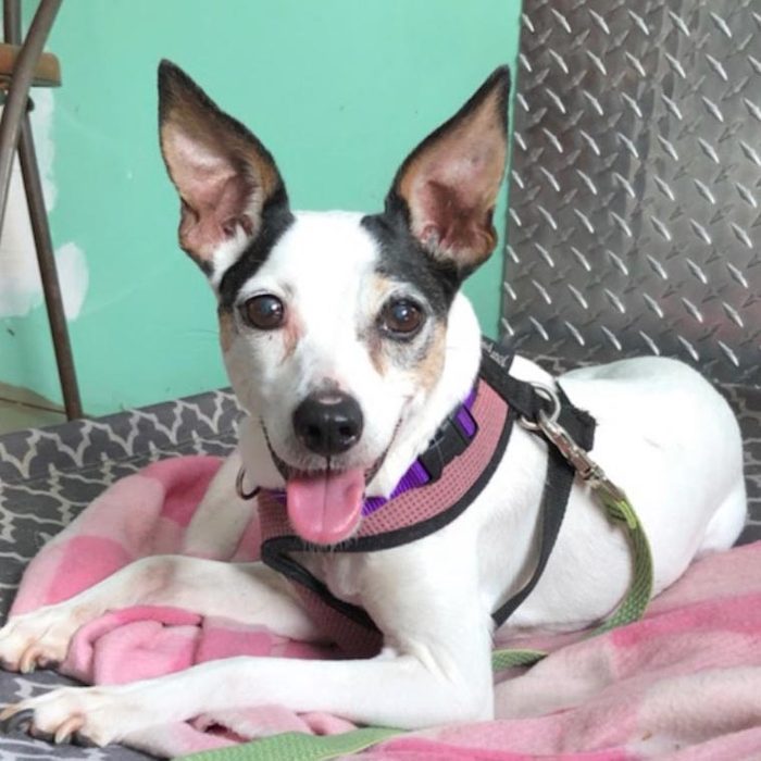 Rd Adopt Shelter Dogs Phoebe Courtesy Lisa Marie Conklin