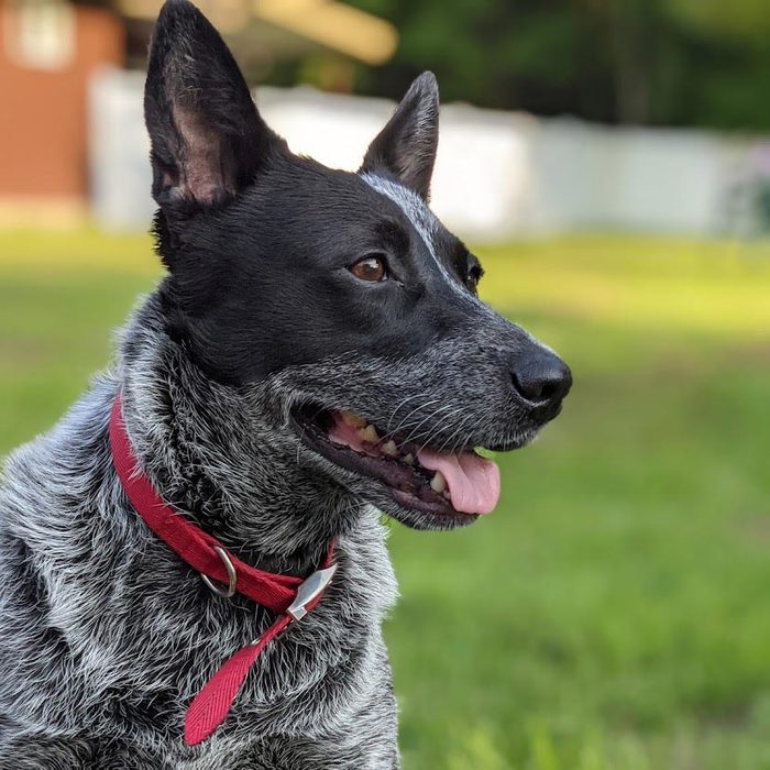 Rd Adopt Shelter Dogs Poppy Courtesy Lisa Marie Conklin