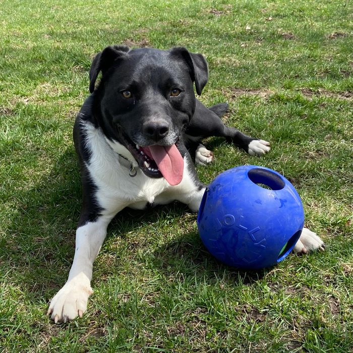 Rd Adopt Shelter Dogs Sesame Courtesy Lisa Marie Conklin