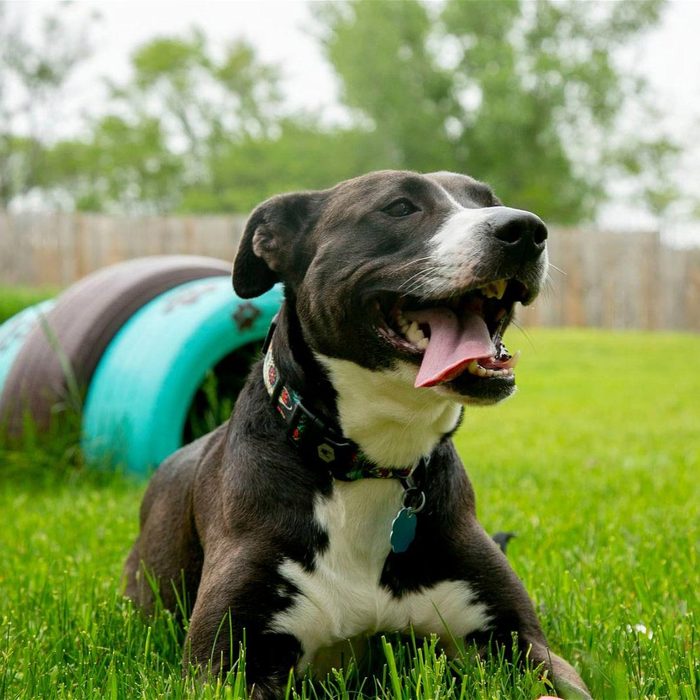 Rd Adopt Shelter Dogs Sunny Courtesy Lisa Marie Conklin