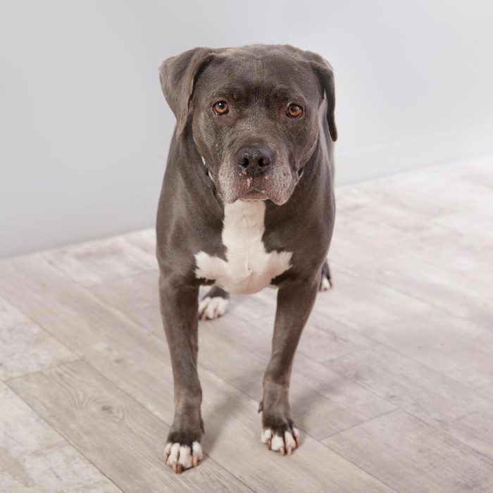 Rd Adopt Shelter Dogs Taffy Via La.bestfriends.org