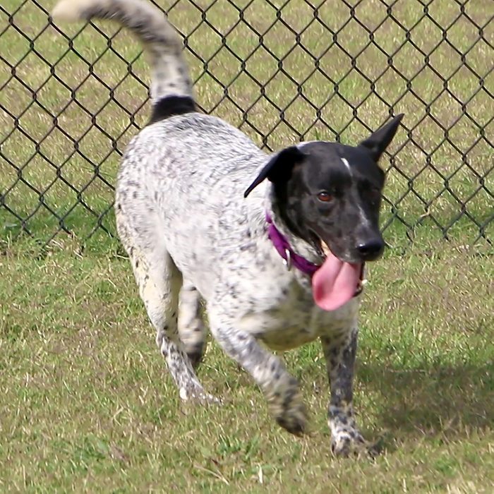 Rd Adopt Shelter Dogs White Tail Courtesy Lisa Marie Conklin