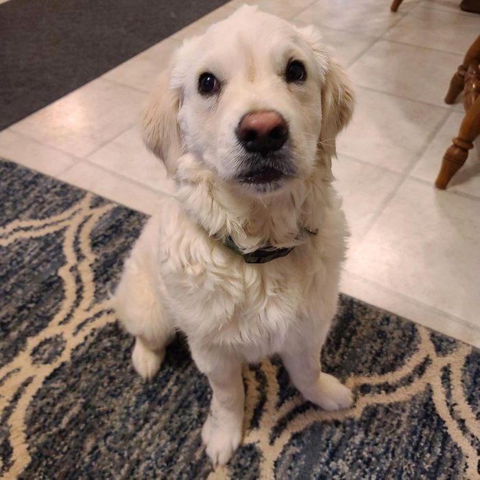 light colored golden retriever sitting on a rug waiting to be adopted