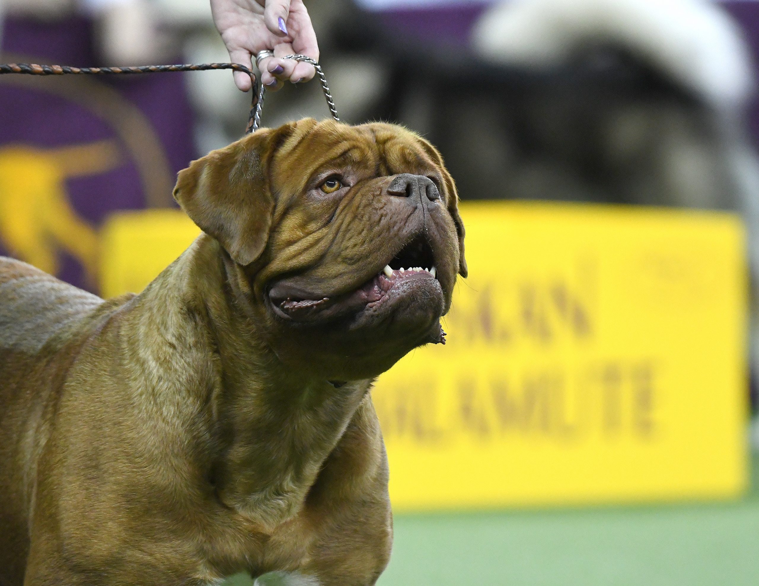 Dogues de Bordeaux gertie 