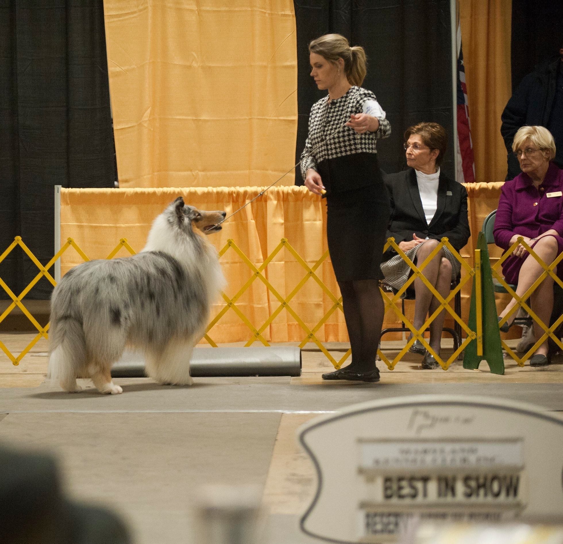 dog show handler