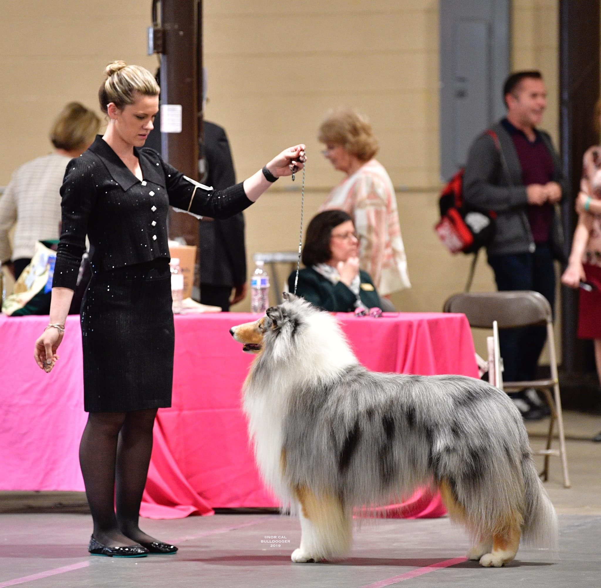 collie show time dog show