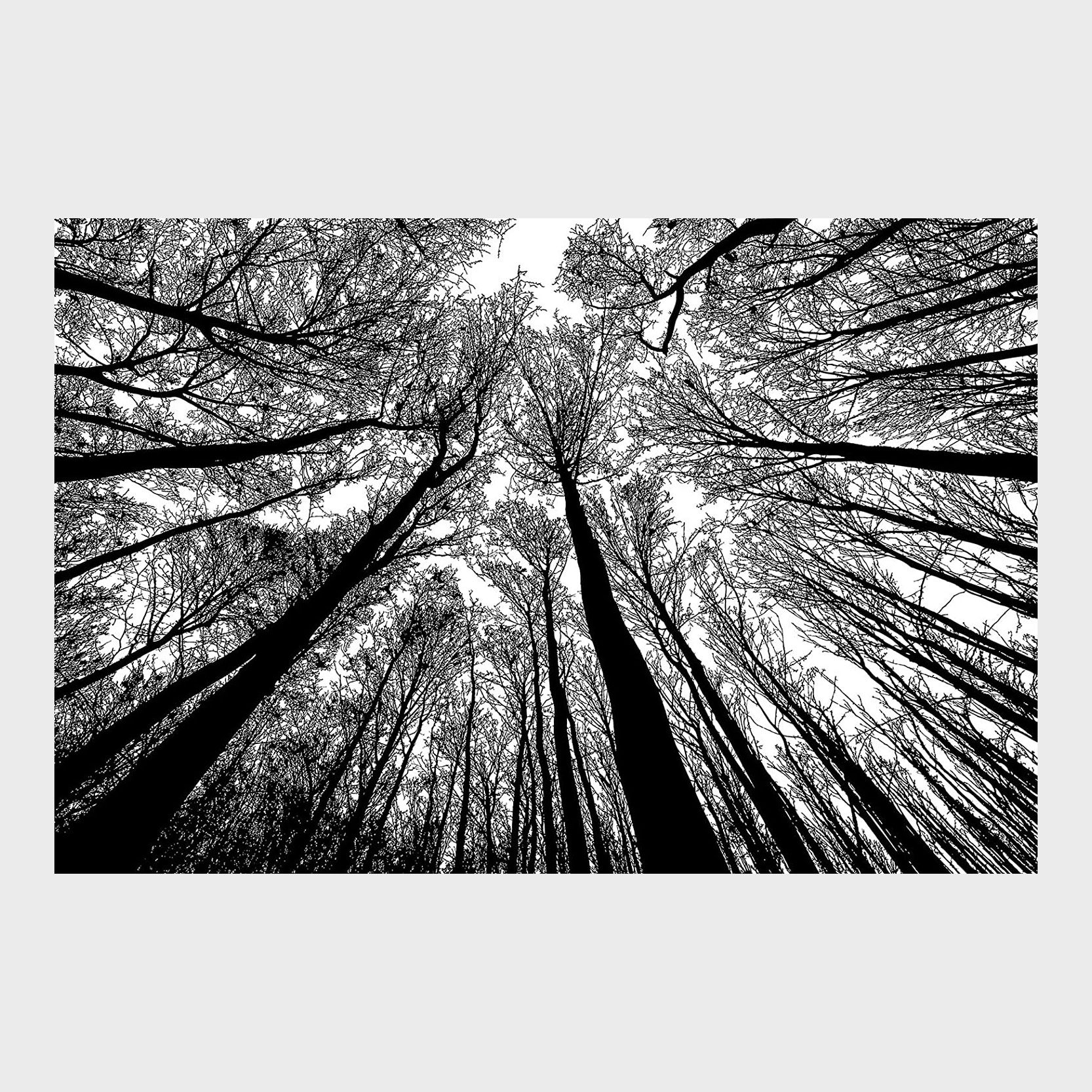 Black And White Tree Puzzle