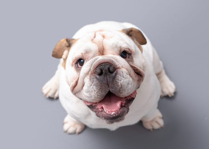 British Bulldog Puppy looking up isolated against a grey background