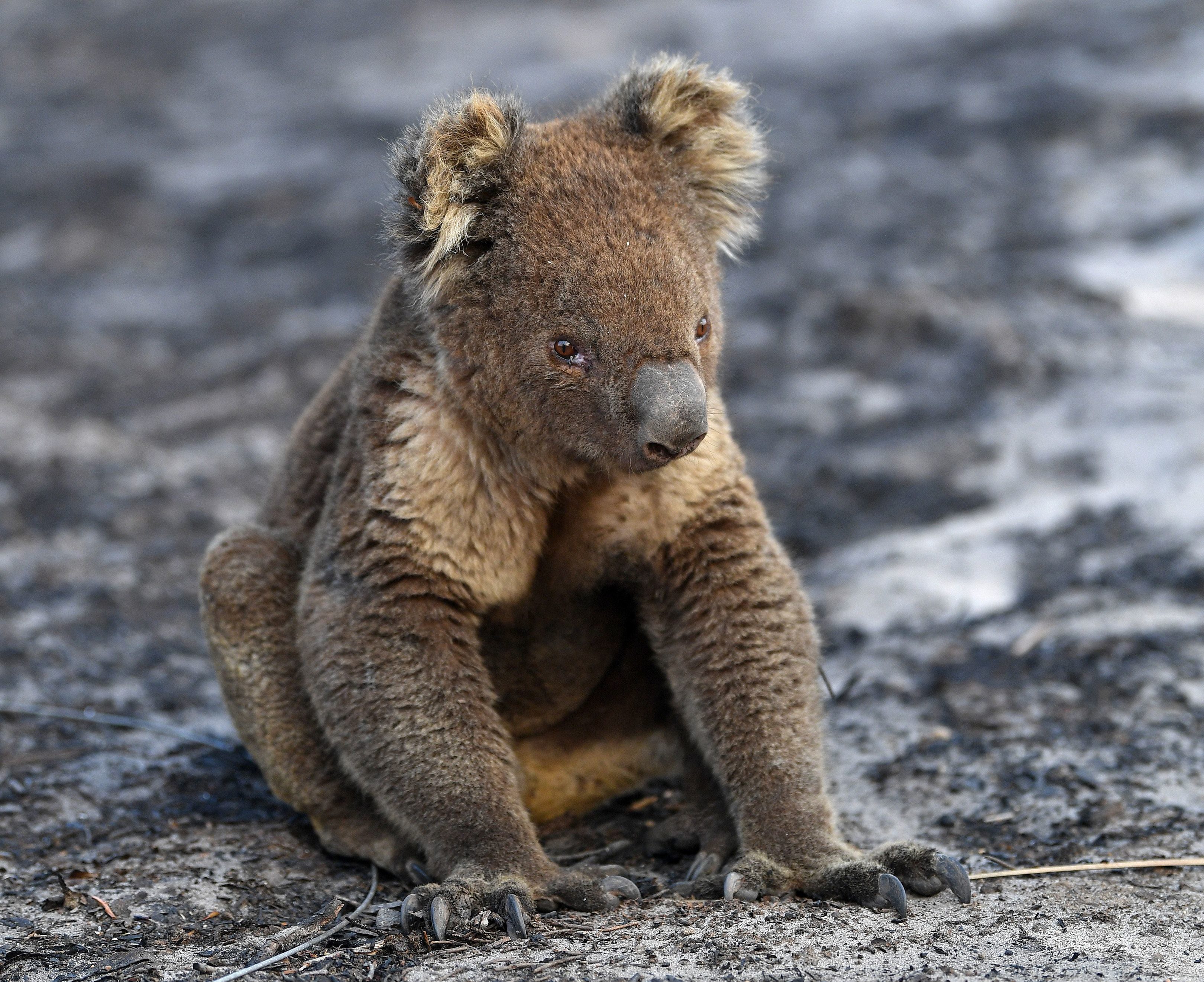 koala australia