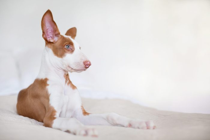 Ibizian hound