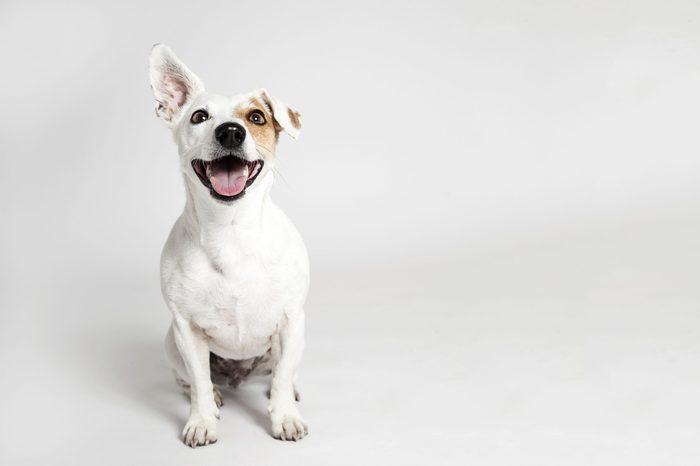 Studio portrait of the dog on the white background