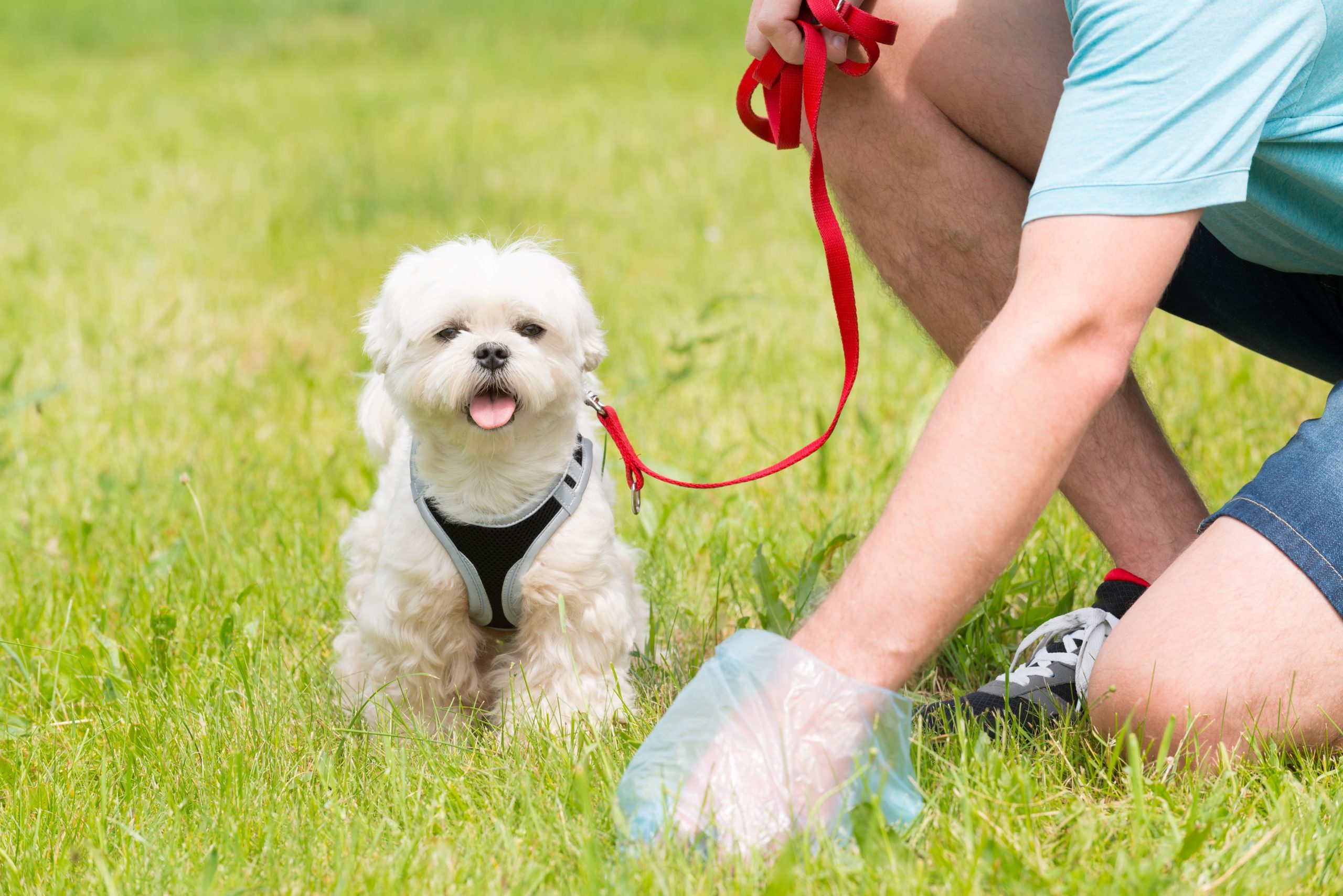 Owner cleaning up after the dog with plastic bag