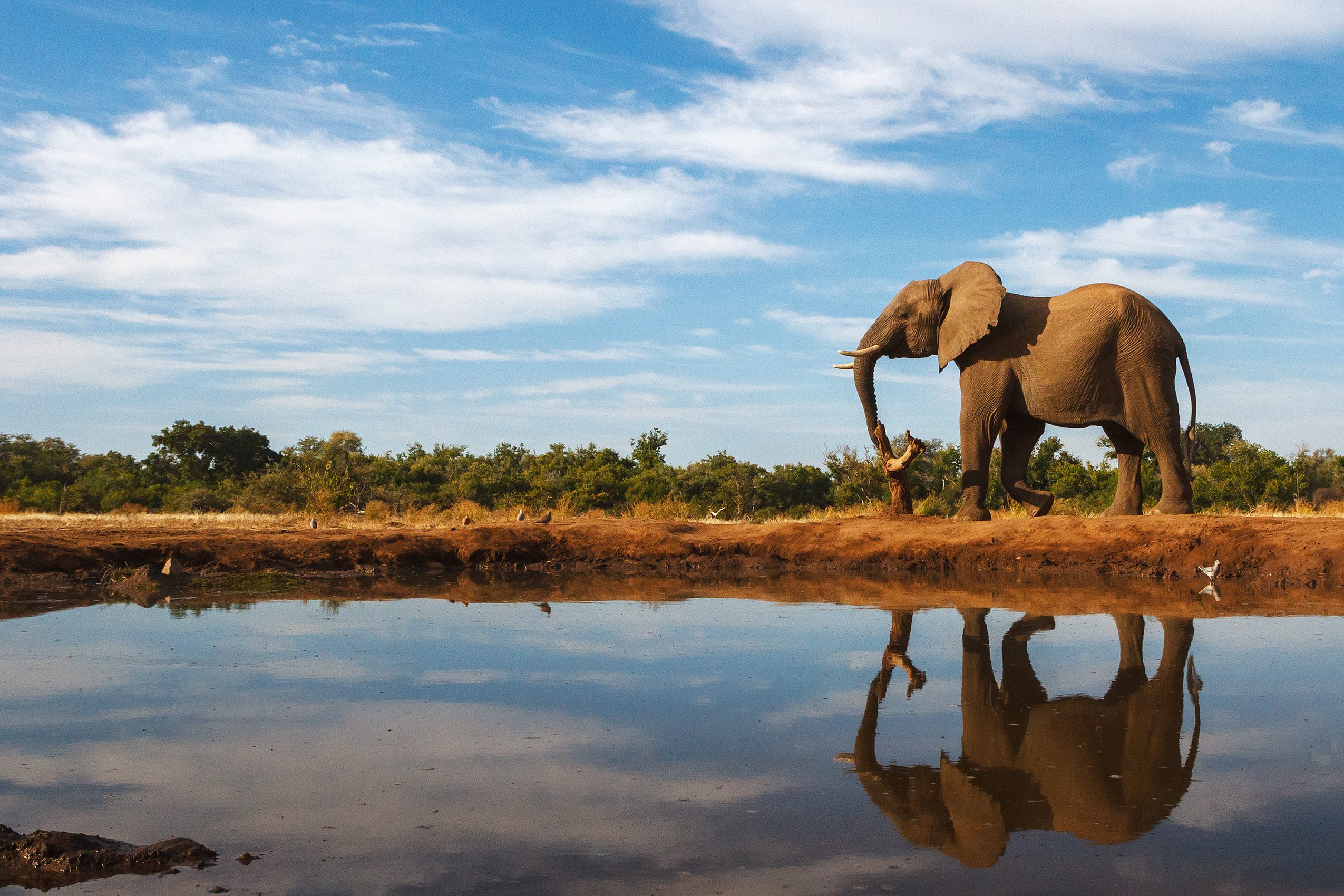 A single elephant is reflected on the still surface of a waterhole on a beautiful day in Botswana