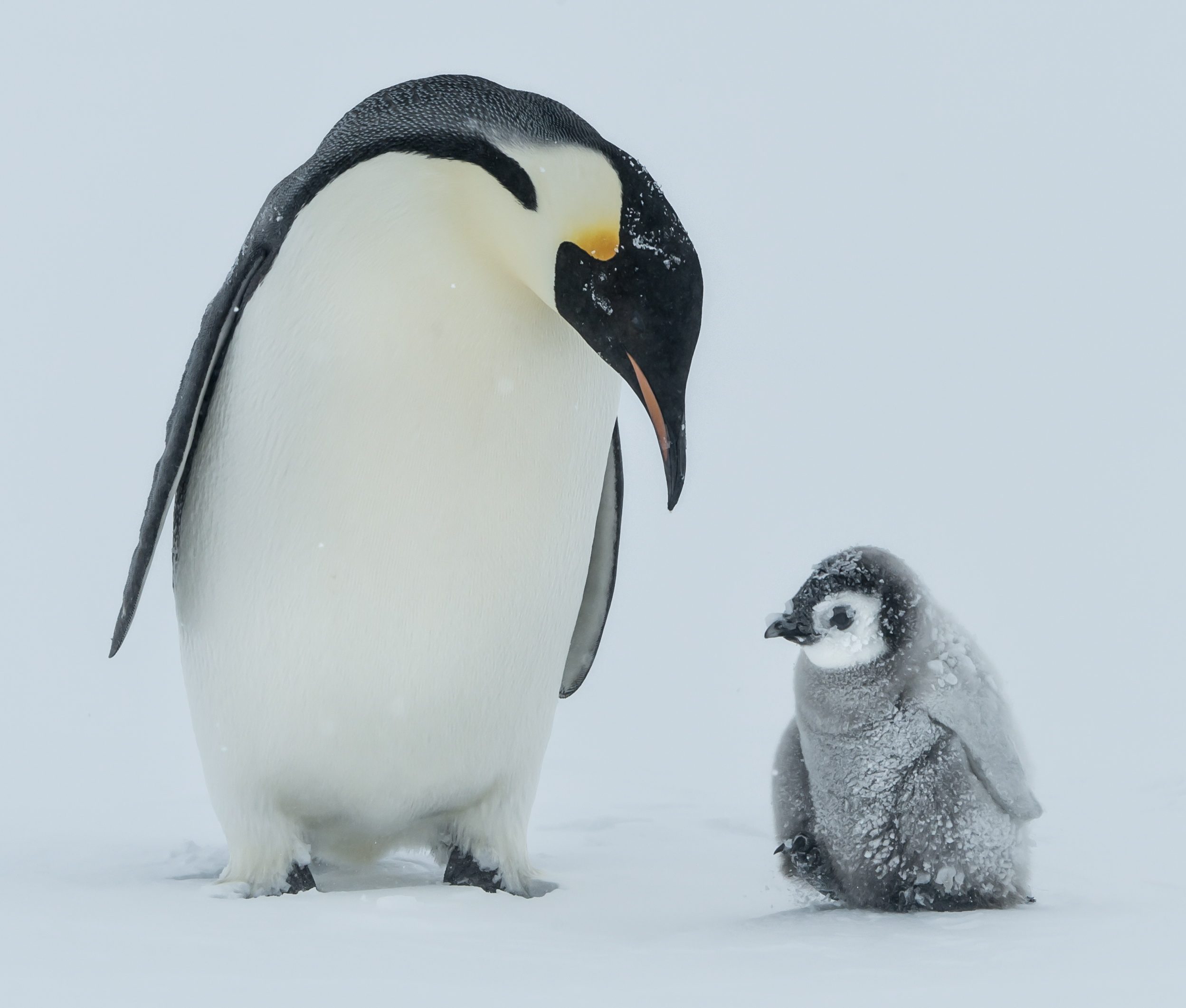 This Penguin Species Could Disappear By the End of the Century