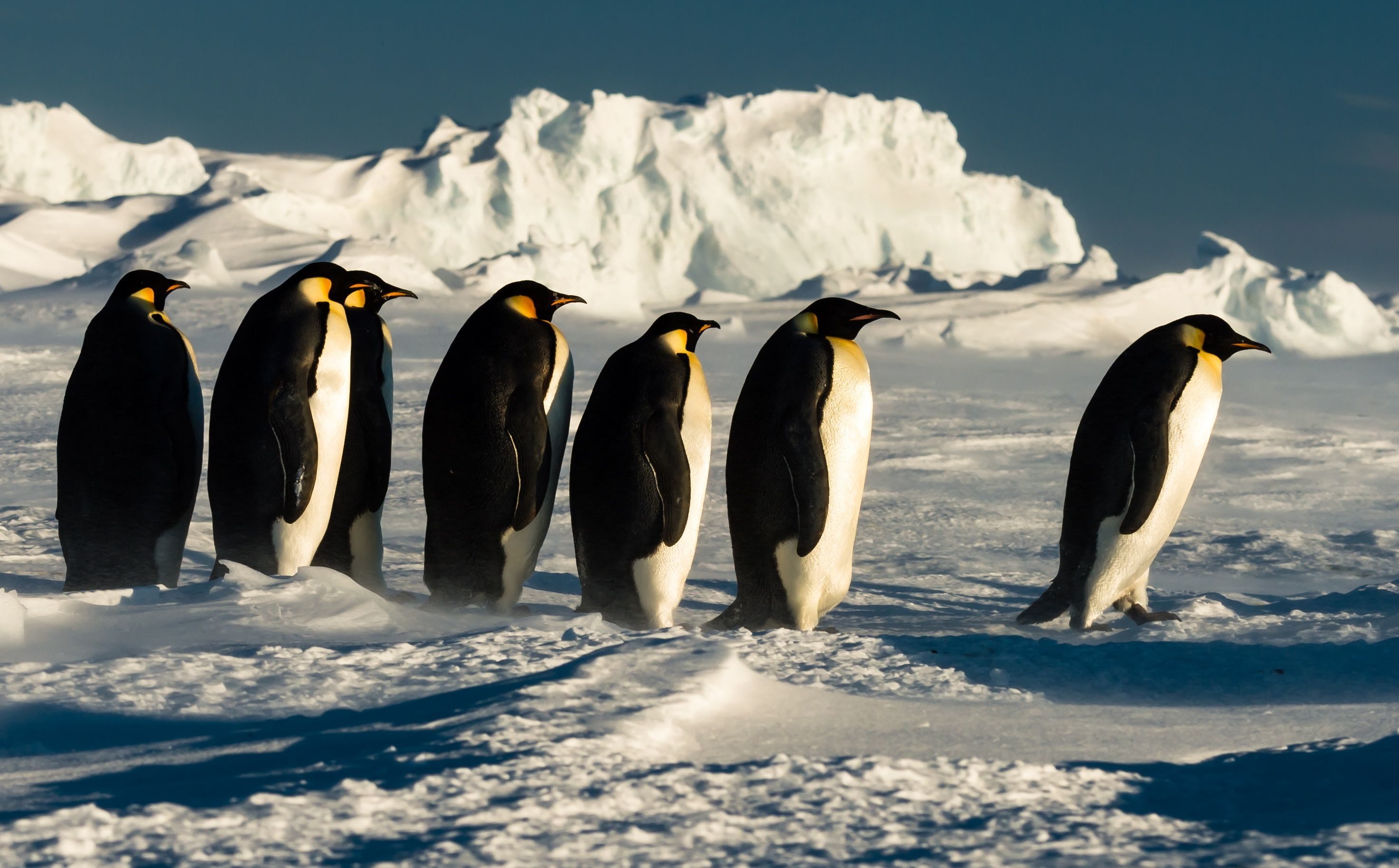 Mandatory Credit: Photo by Riehle Gunther/Solent News/Shutterstock (5540026i) A line of adult penguins Emperor penguins in Antarctica - Dec 2015 *Full story: http://www.rexfeatures.com/nanolink/rtnf A group of penguin chicks huddle together for warmth during a heavy snowstorm. The fluffy grey chicks were part of a colony of around 300 Emperor Penguins and came together to keep warm in the below freezing temperatures. Emperor Penguin parents take it in turns to look after their chick with both mother and father feeding and caring for their young. Heavy snowstorms, where temperatures are around -9 degrees Celsius, are a common occurrence in Antarctica. To avoid the strong, cold winds from the snowstorm Emperor Penguins will sometimes lie on their stomachs facing against the wind to lessen wind exposure. Food technology engineer Gunther Riehle spent seven nights in Antarctica when the snowstorms were so severe he was unable to fly out earlier.