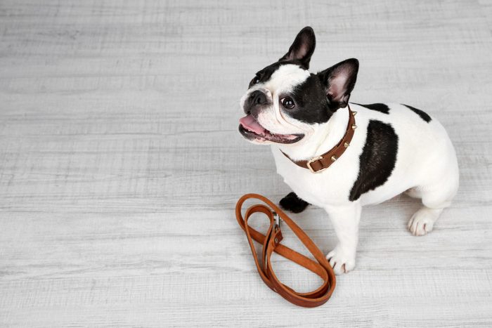 Cute French bulldog with leash in room