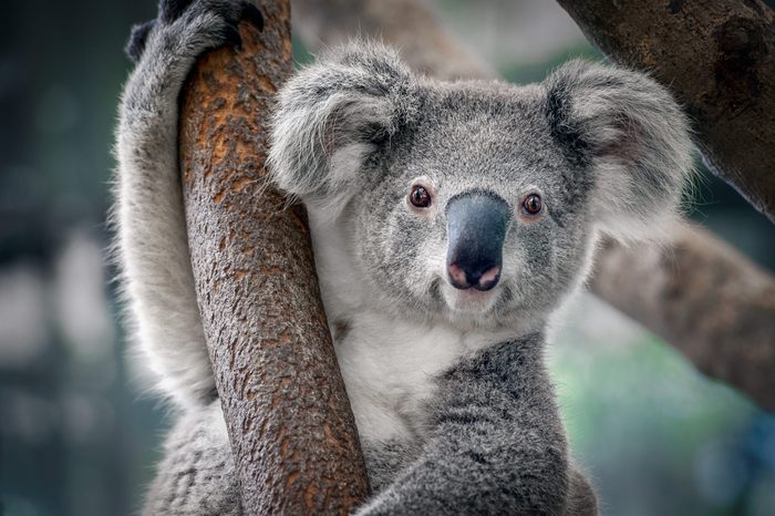 A cute koala.