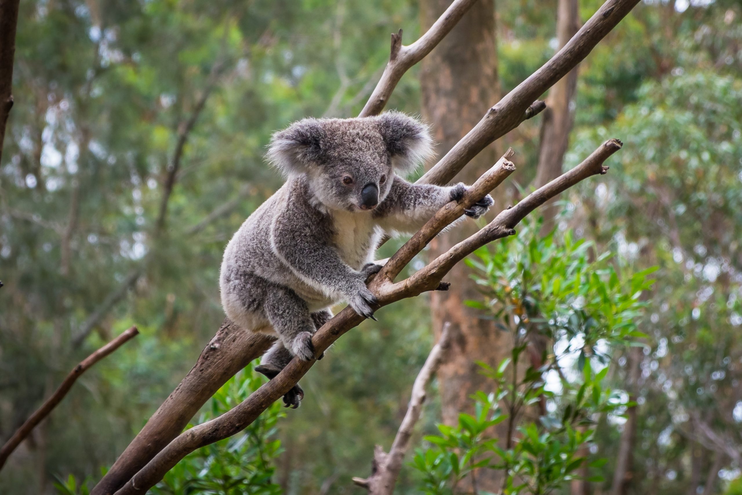 A wild Koala climbing a tree. soft focus