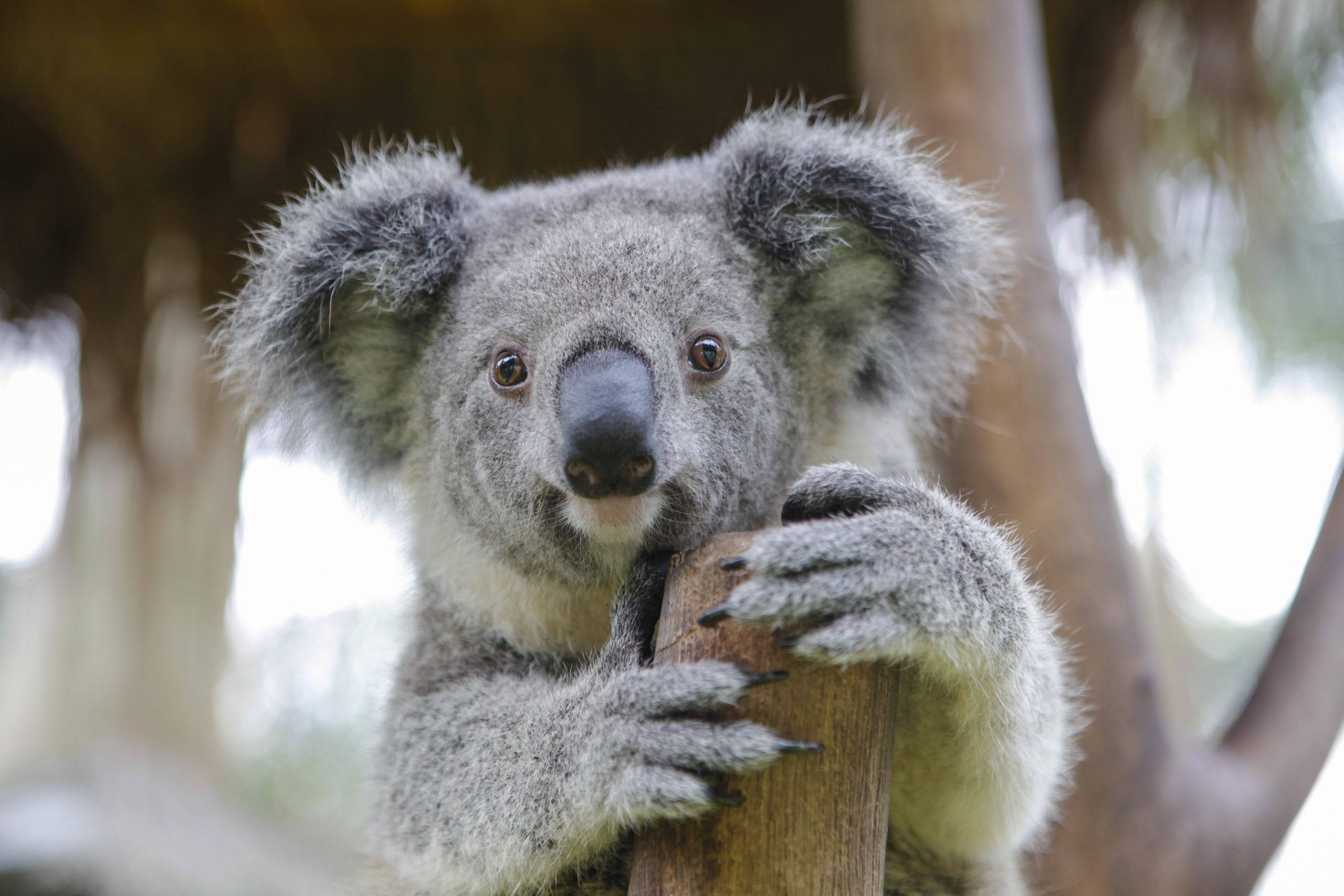 Australian koala