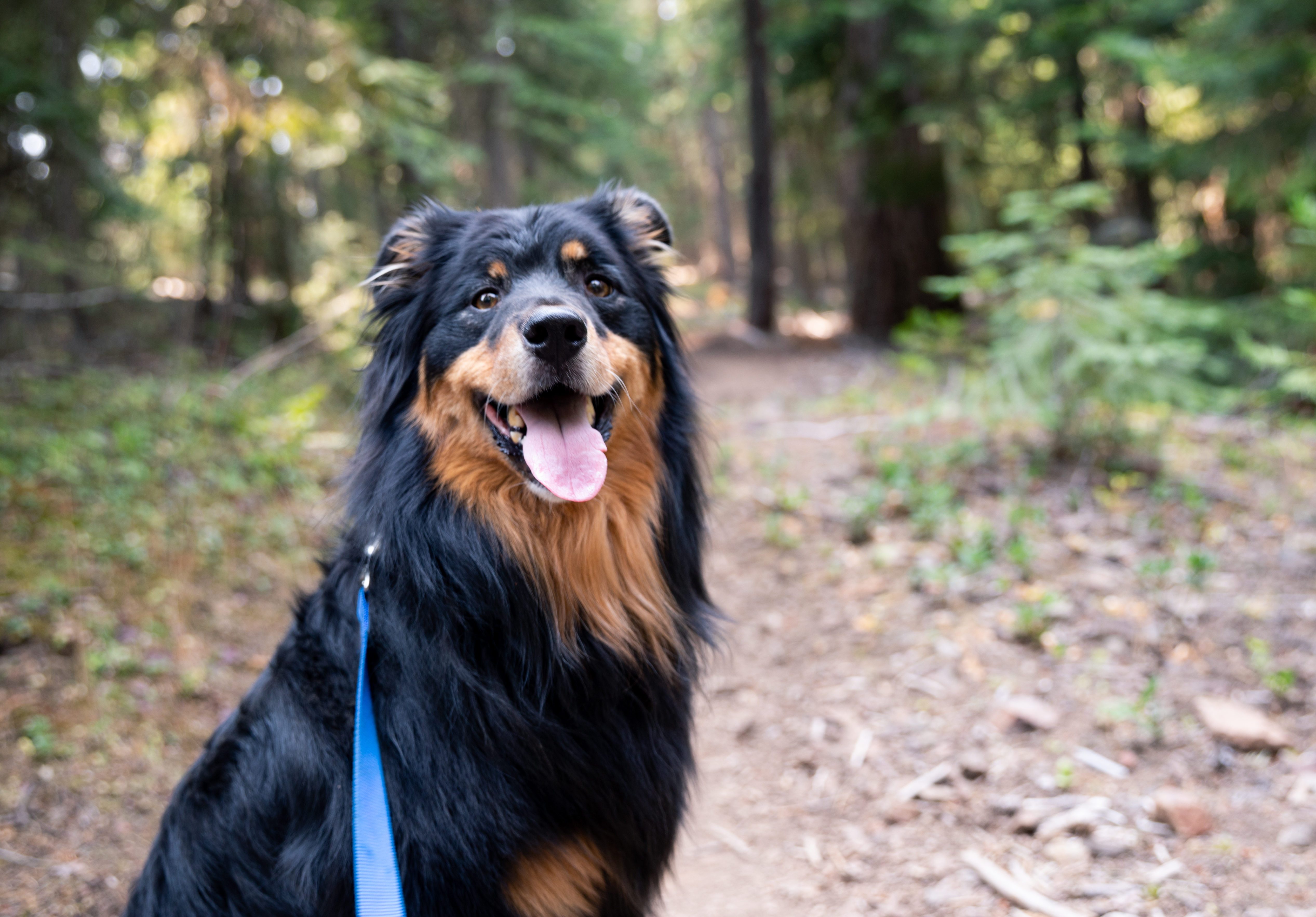 Black and brown Australian Shepherd dog on leash on the Pacific Crest hiking trail near Ashland, Oregon.