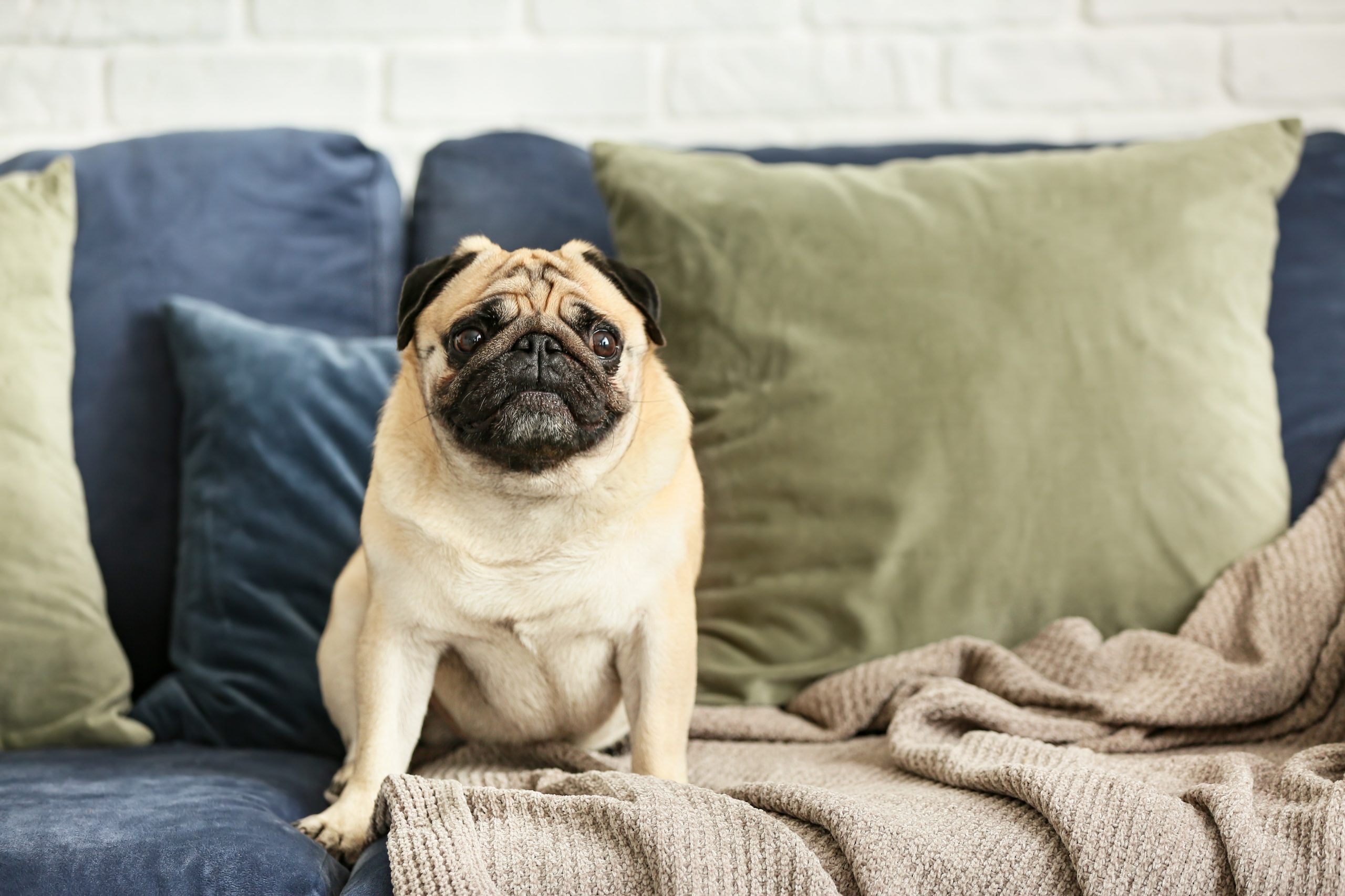 Cute pug dog on sofa at home