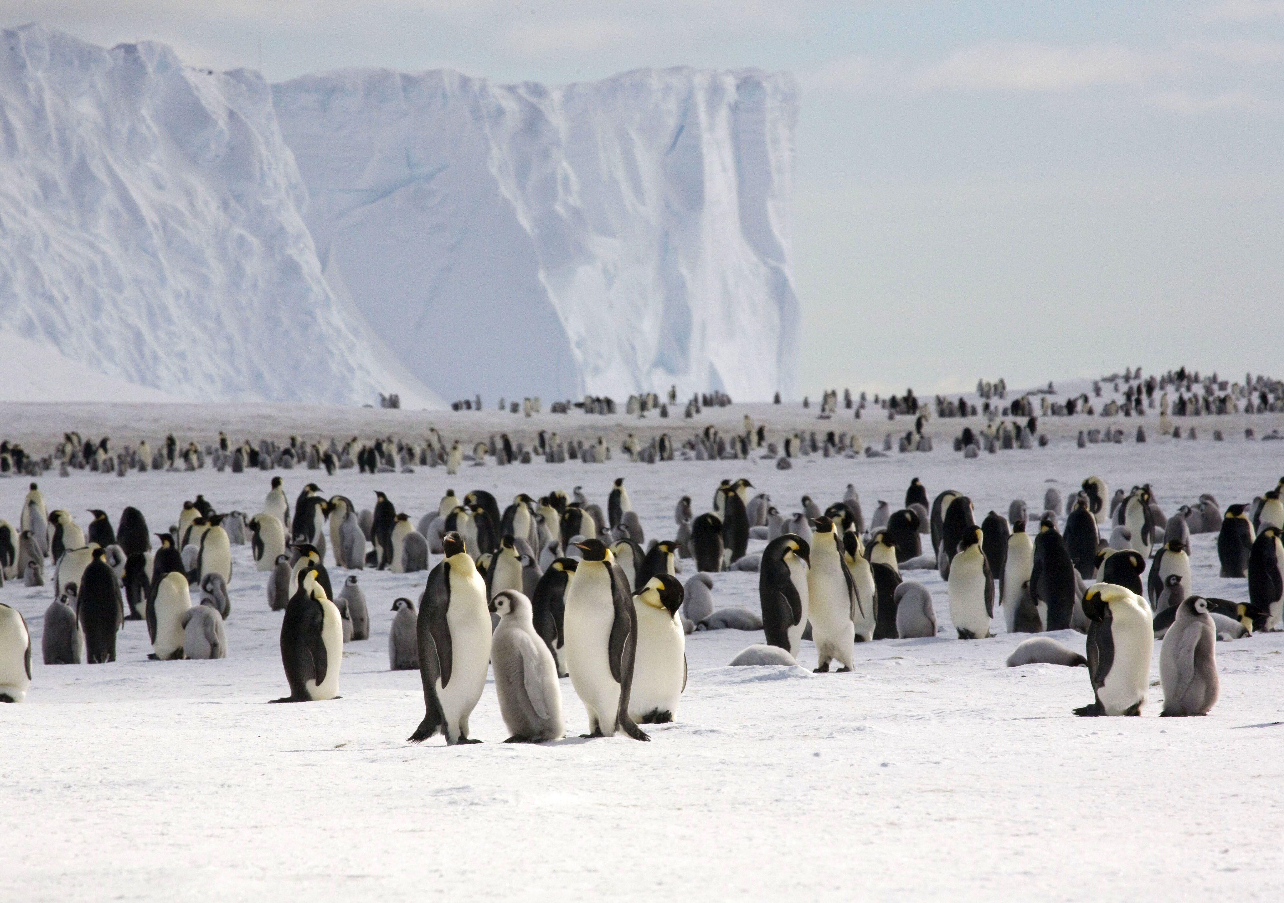 Mandatory Credit: Photo by British Antarctic Survey/Shutterstock (1695988h) Emperor penguin colony Scientists count Antarctica penguin population from space - Apr 2012 *Full story: http://www.rexfeatures.com/nanolink/g35u Scientists have discovered there are twice as many emperor penguins in Antarctica as previously thought after counting them from space. The team, including members of the British Antarctic Survey, used very high resolution satellite images to estimate the number of penguins at each colony in the first full census of a species from space. They were able to identify the penguins in the pictures as their black and white plumage clearly stood out against the ice and snow. The scientists were able to analyse 44 emperor penguin colonies, with seven previously unknown. They counted 595,000 birds, almost double the previous estimates of 270,000 to 350,000 birds. Emperor penguins breed in areas that are very difficult to study because they are remote and often in accessible with temperatures as low as -50C.