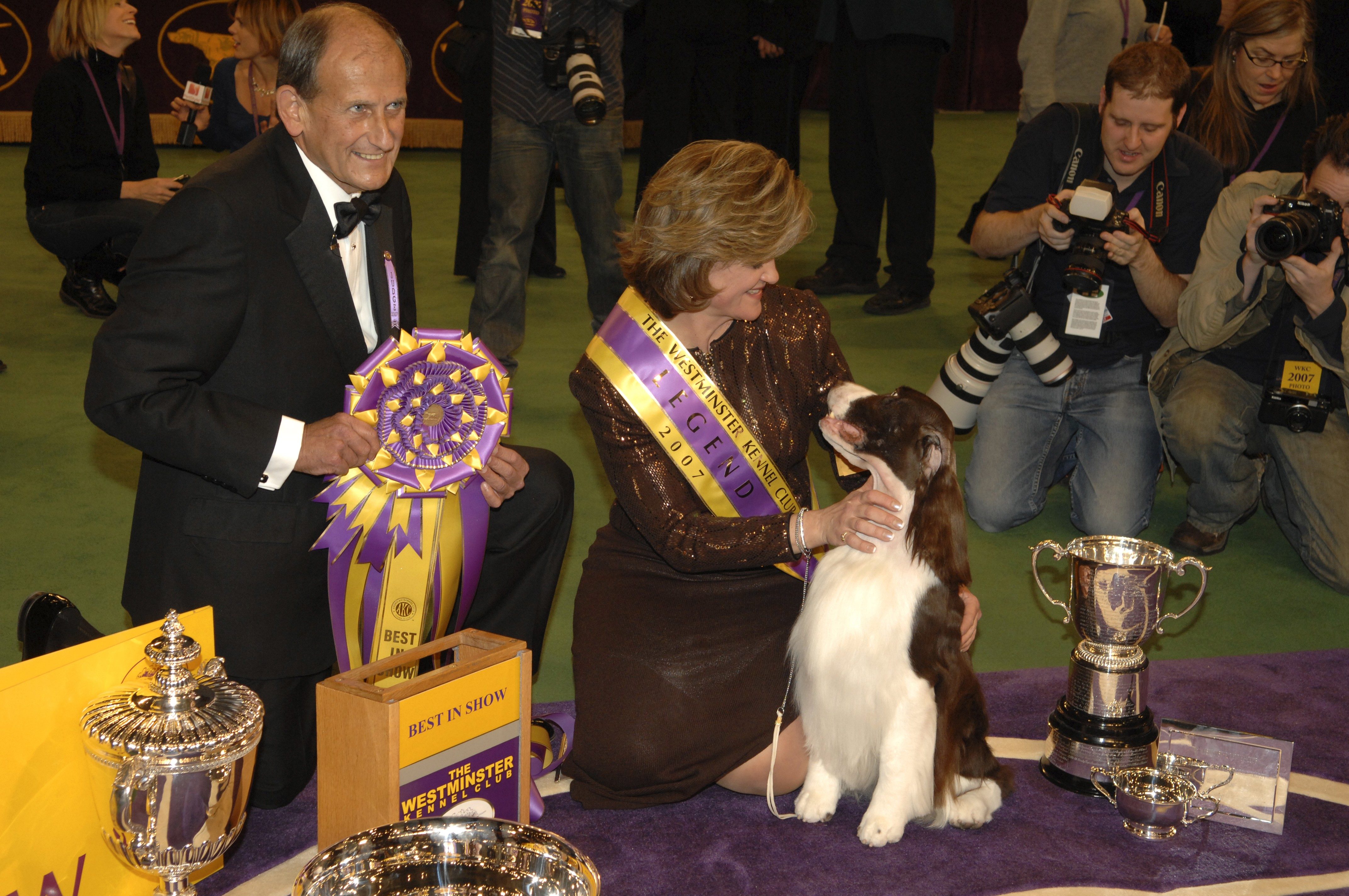 English Springer Spaniel westminster dog show