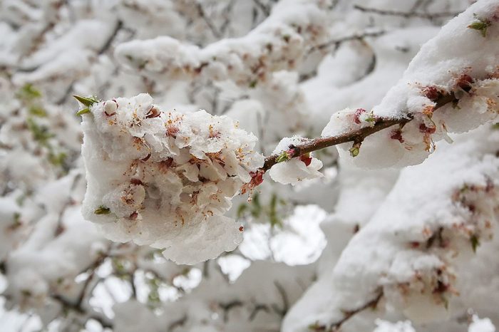 snow covered trees 