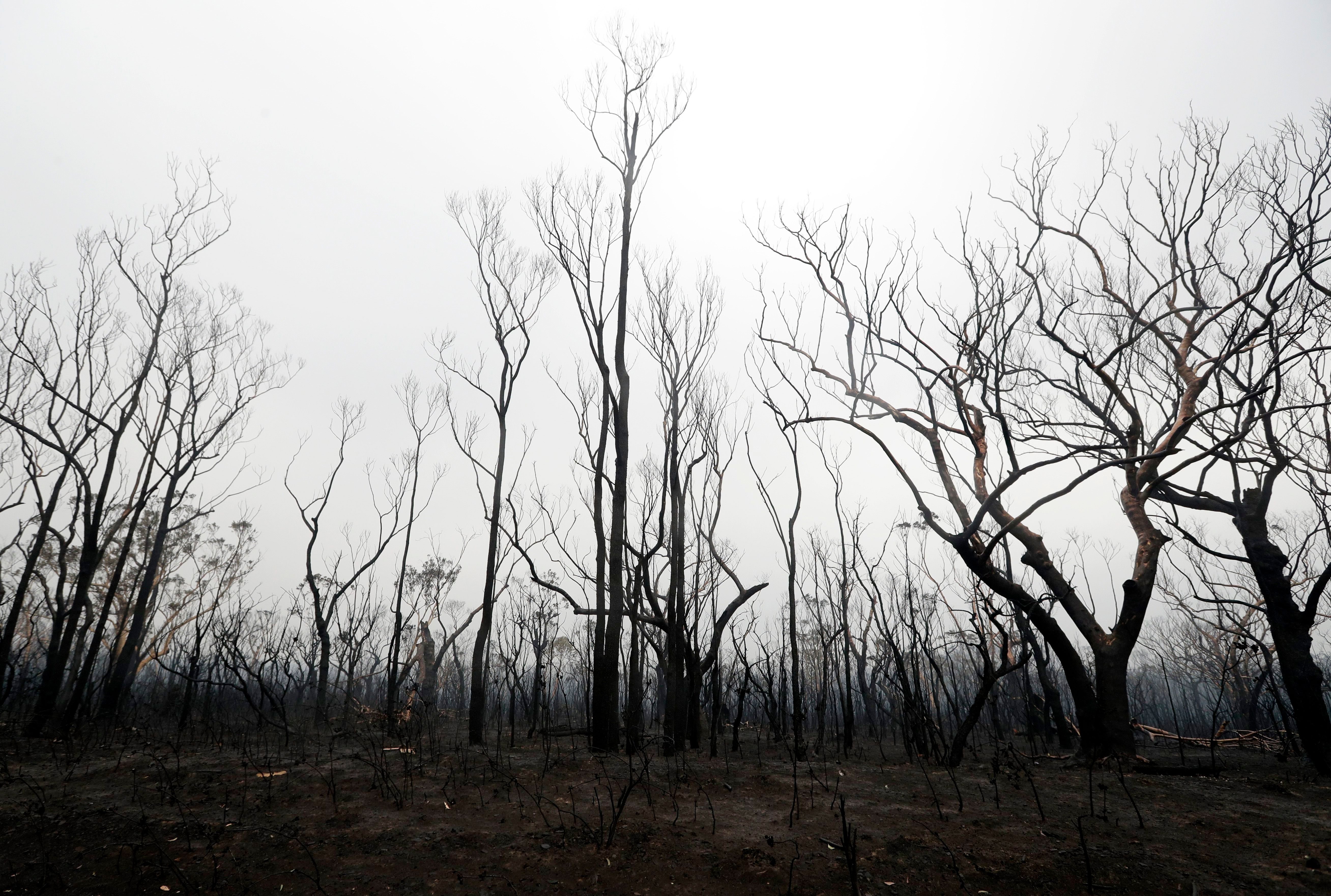 burnt trees australia