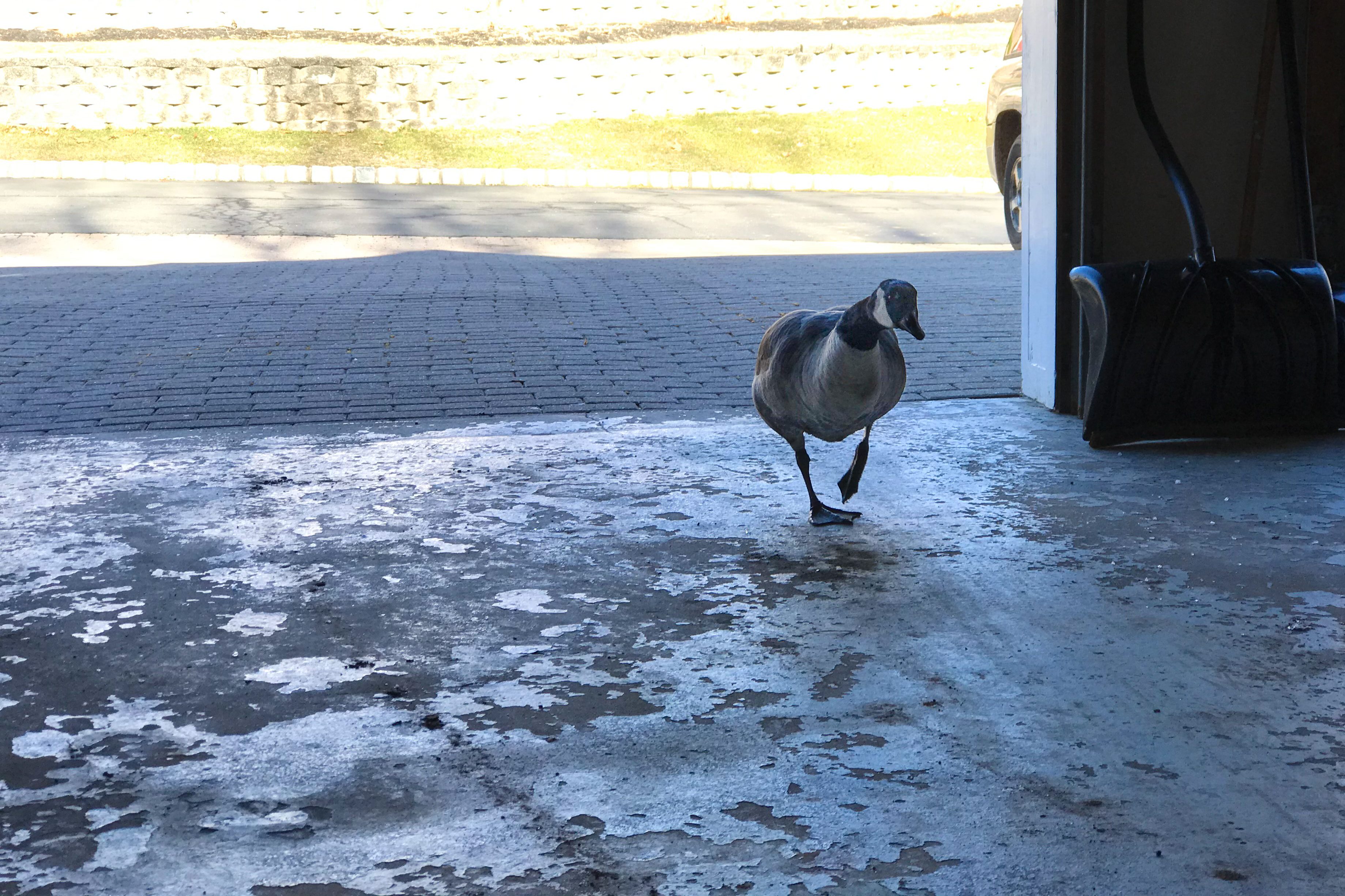 family raised goose peeper returned after 20 years