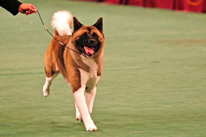 westminster dog show