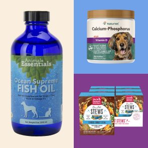 7 Cancer Fighting Foods For Dogs, According To Vets