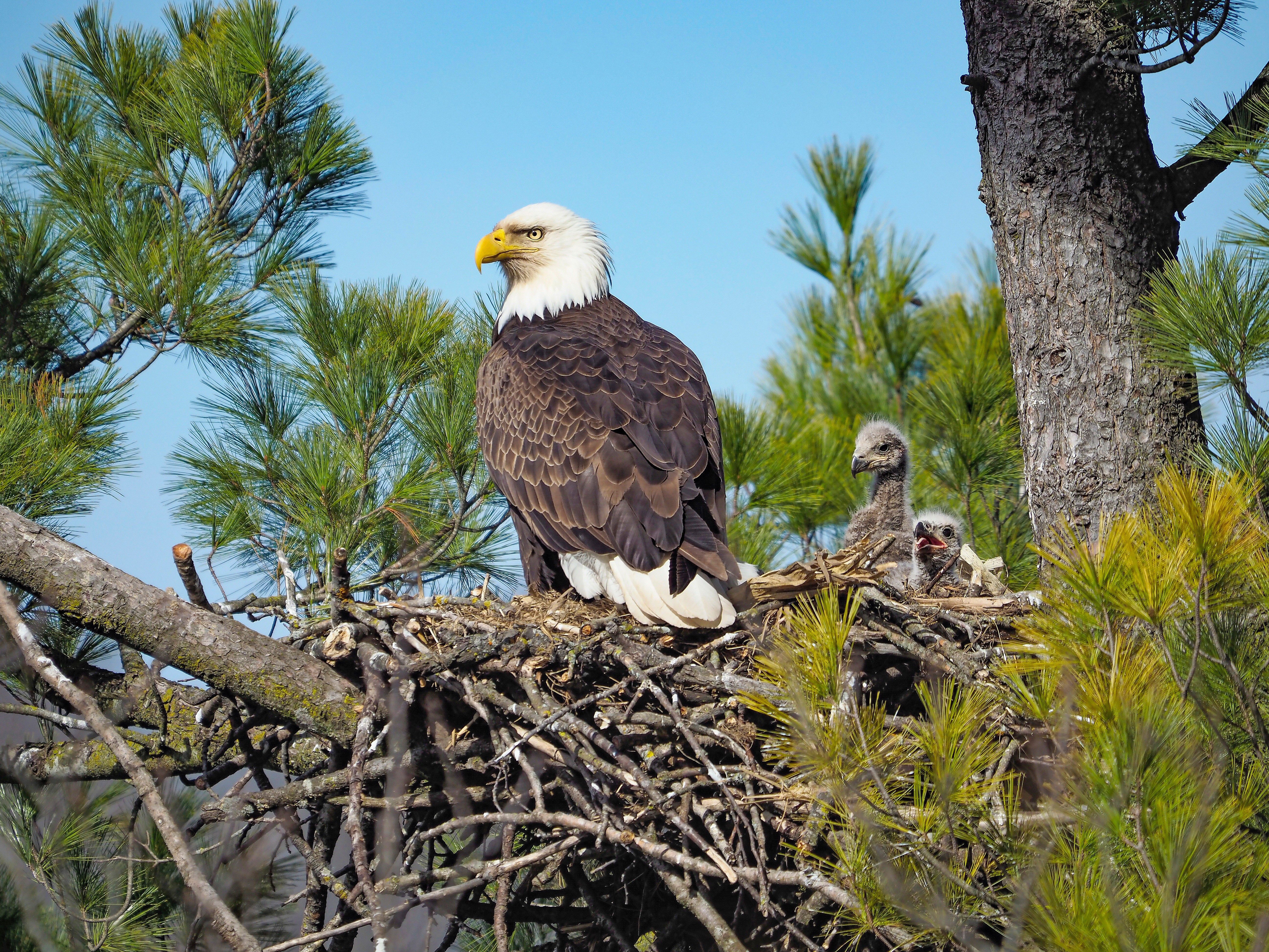 bald eagle spring