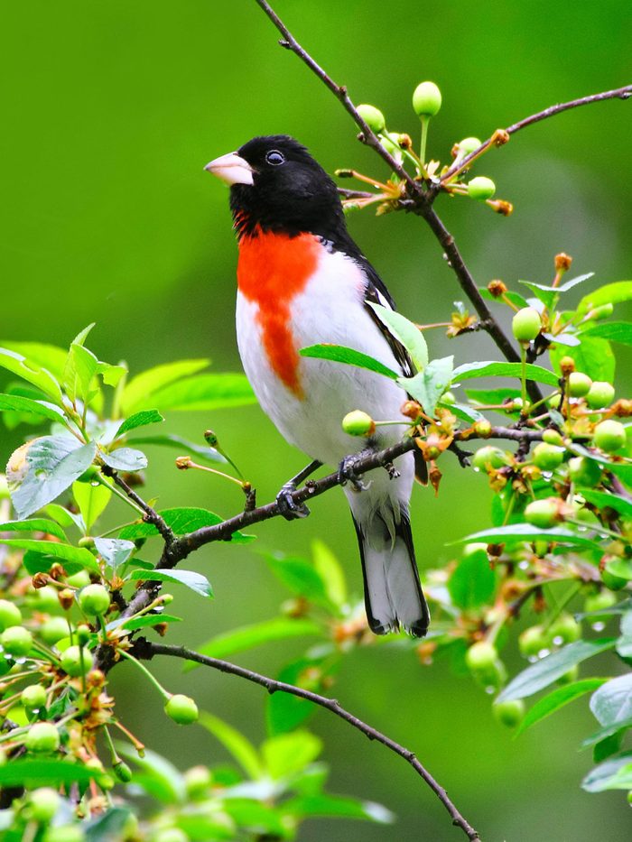 redbreasted grosbeak