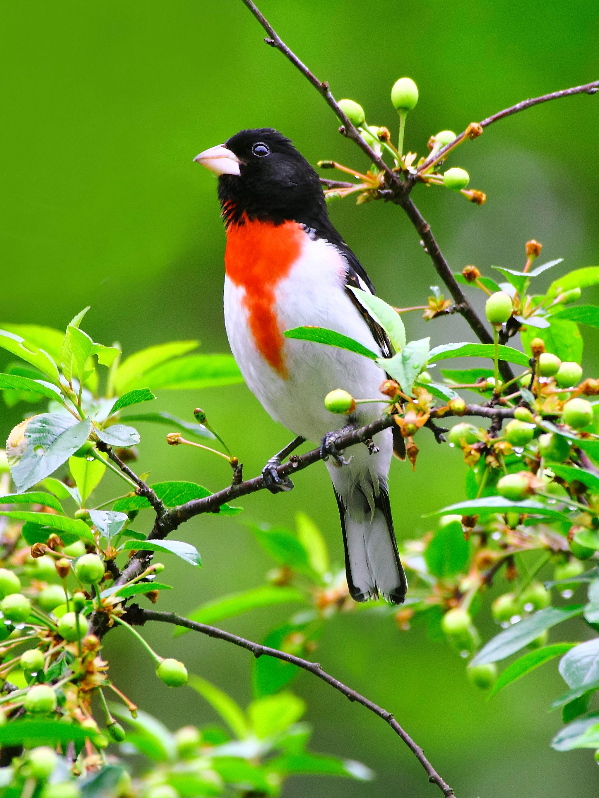 redbreasted grosbeak spring