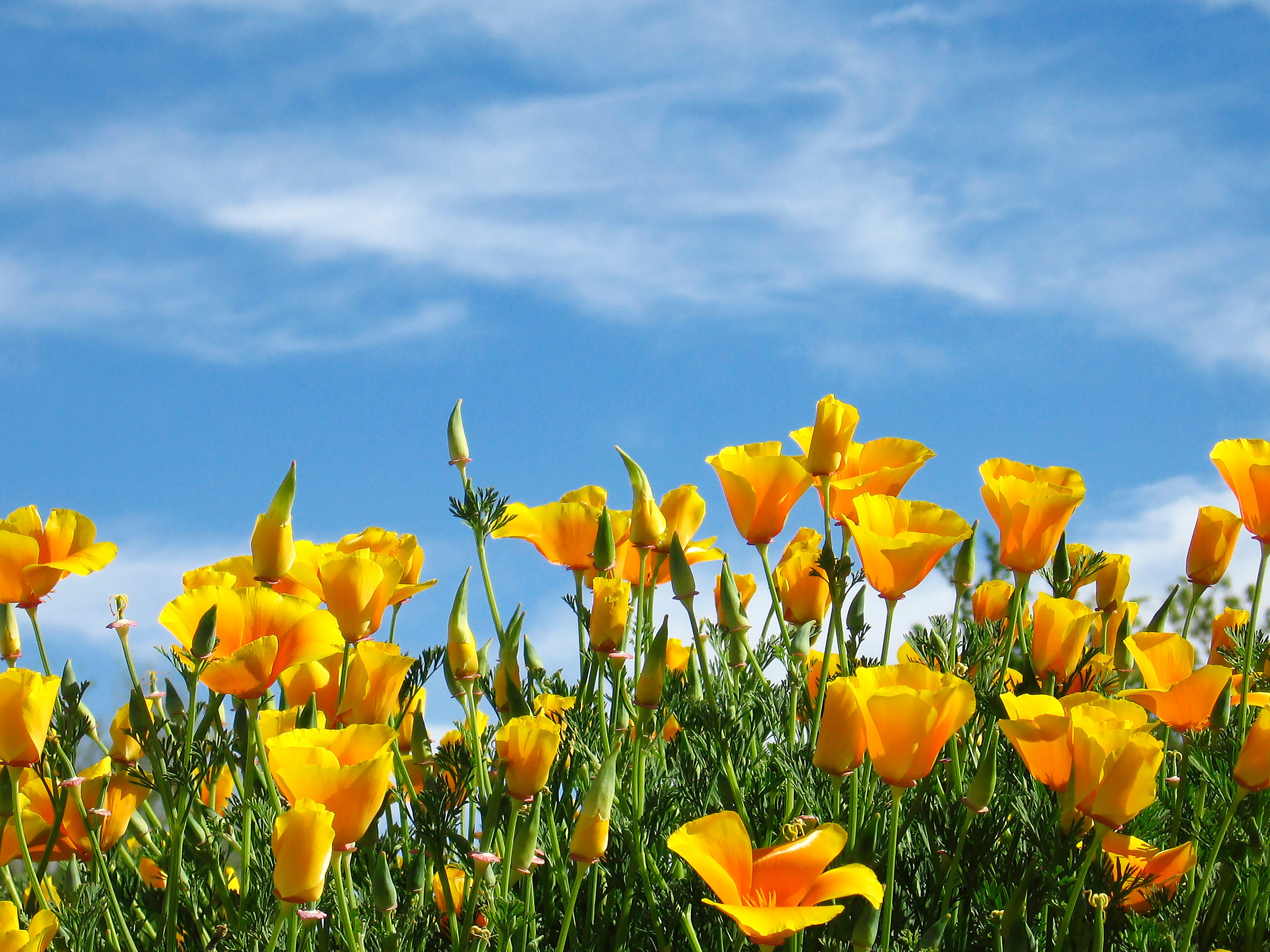 orange poppies spring