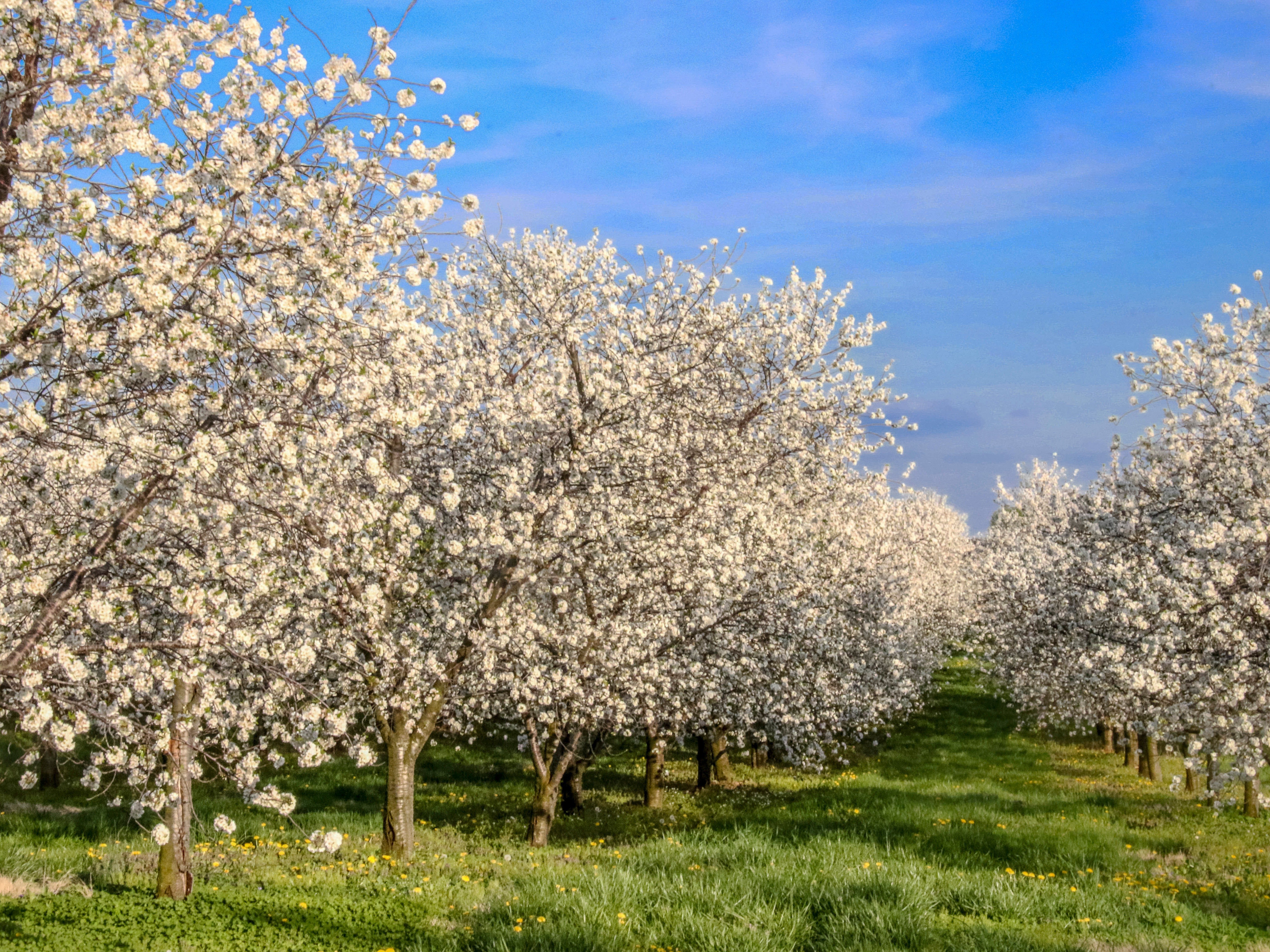 orchards clouds spring