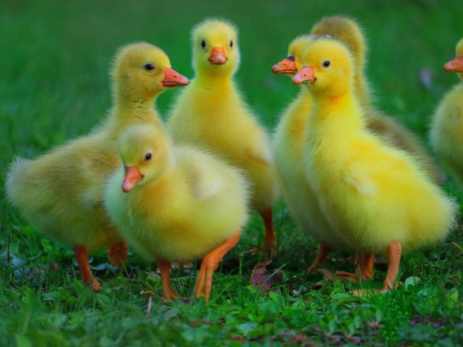 spring montana chicks