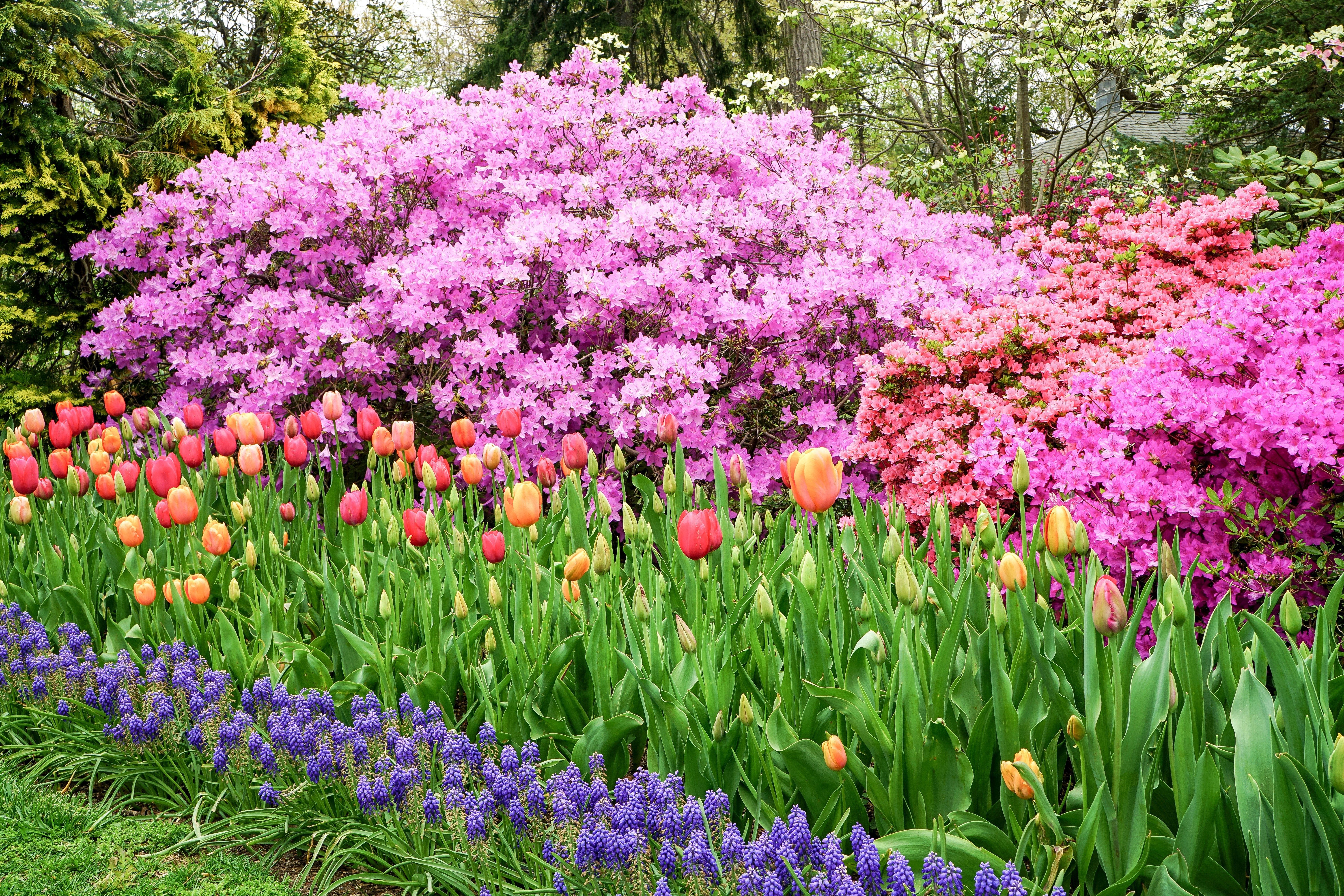 spring flowers colorful