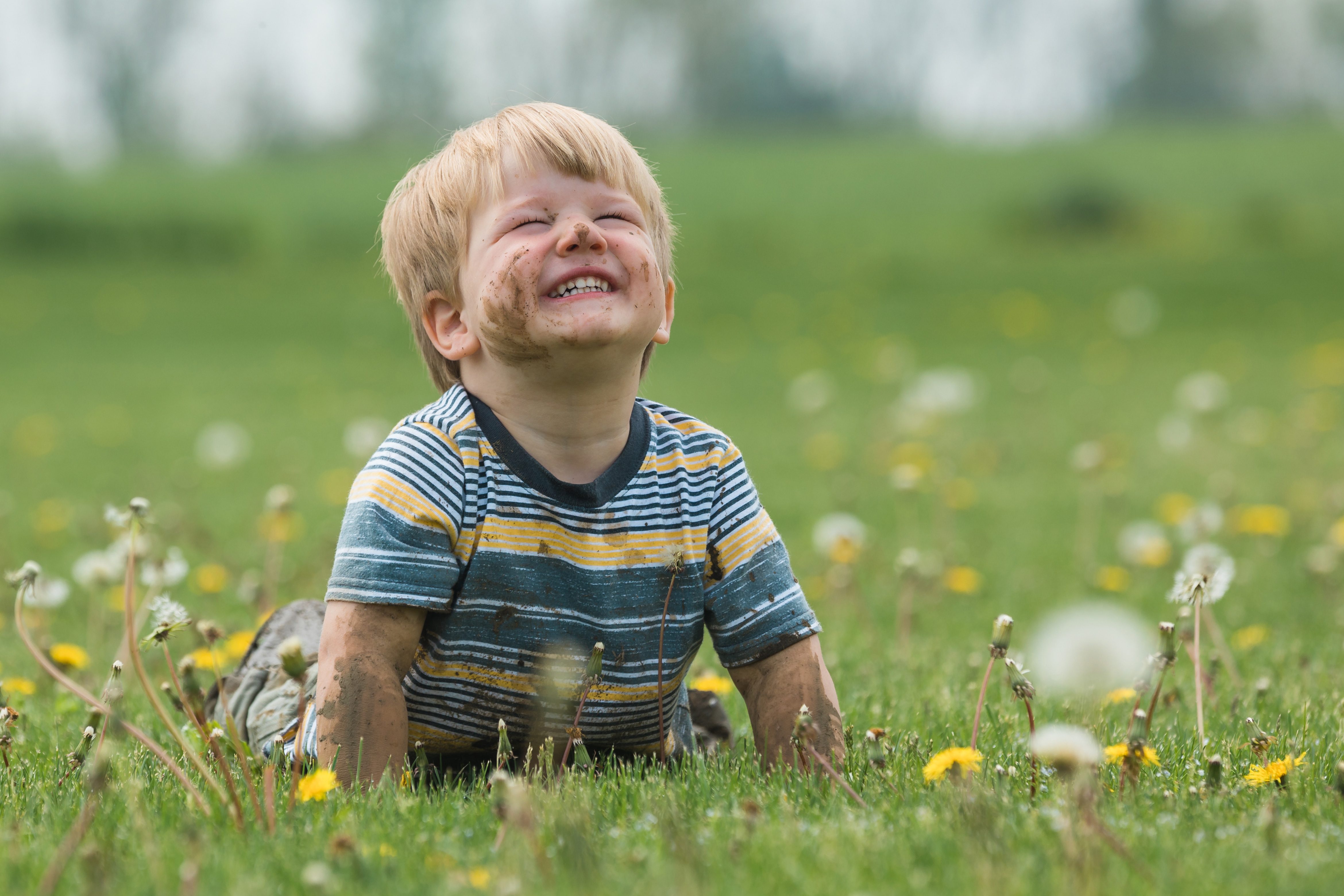 dandelions