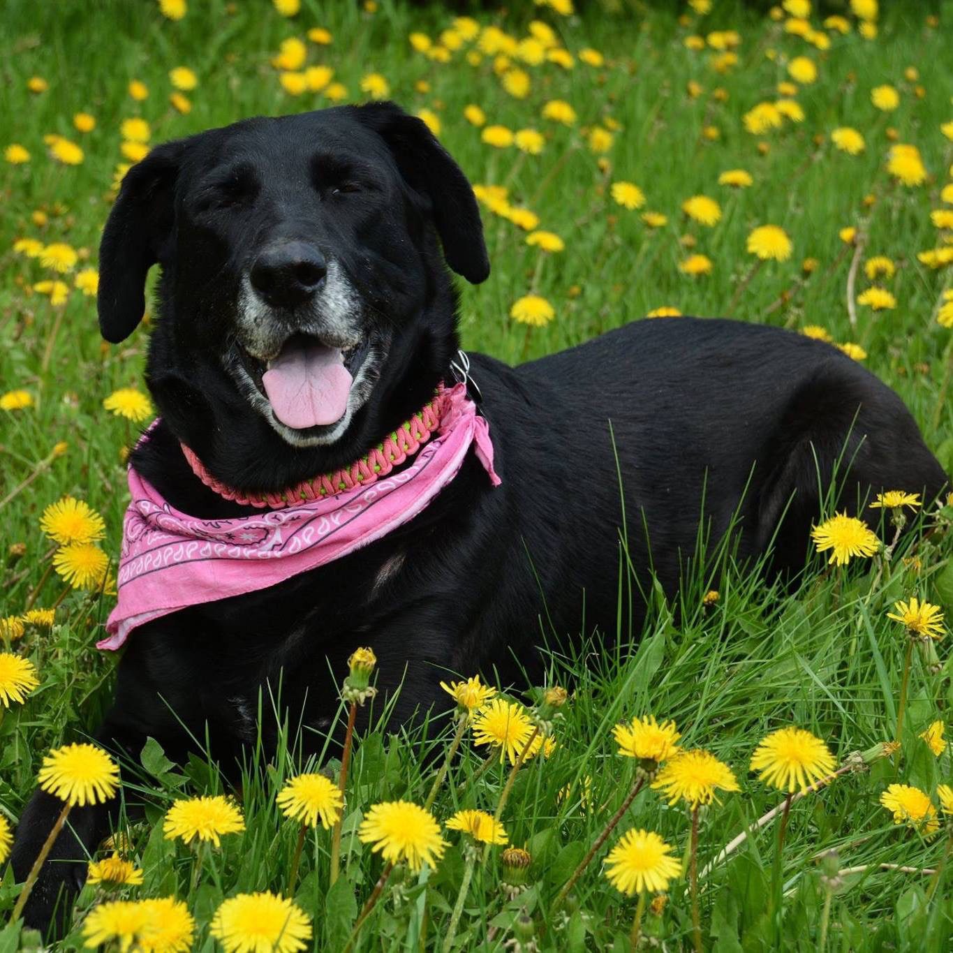 spring black lab