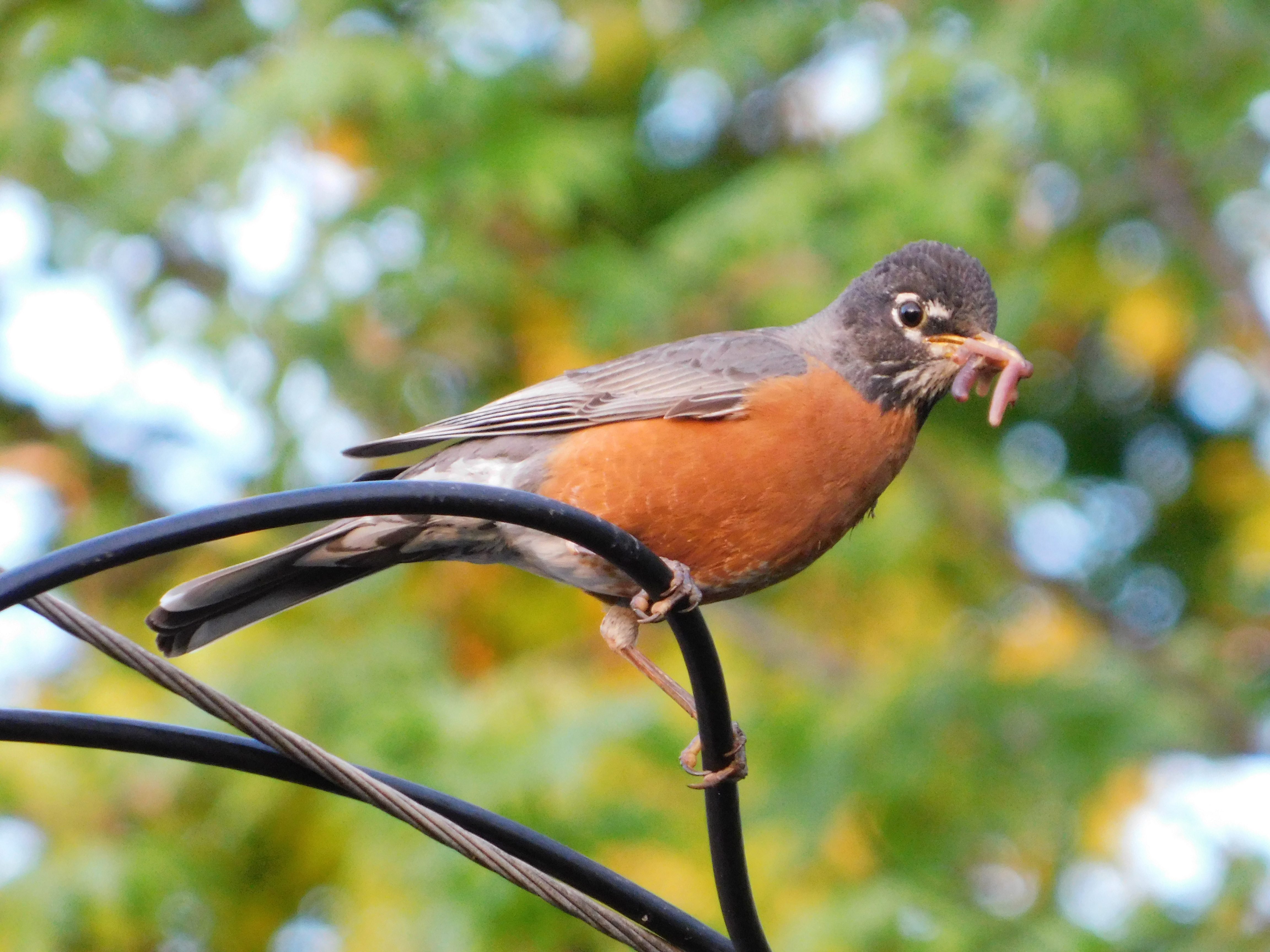 robin bird spring