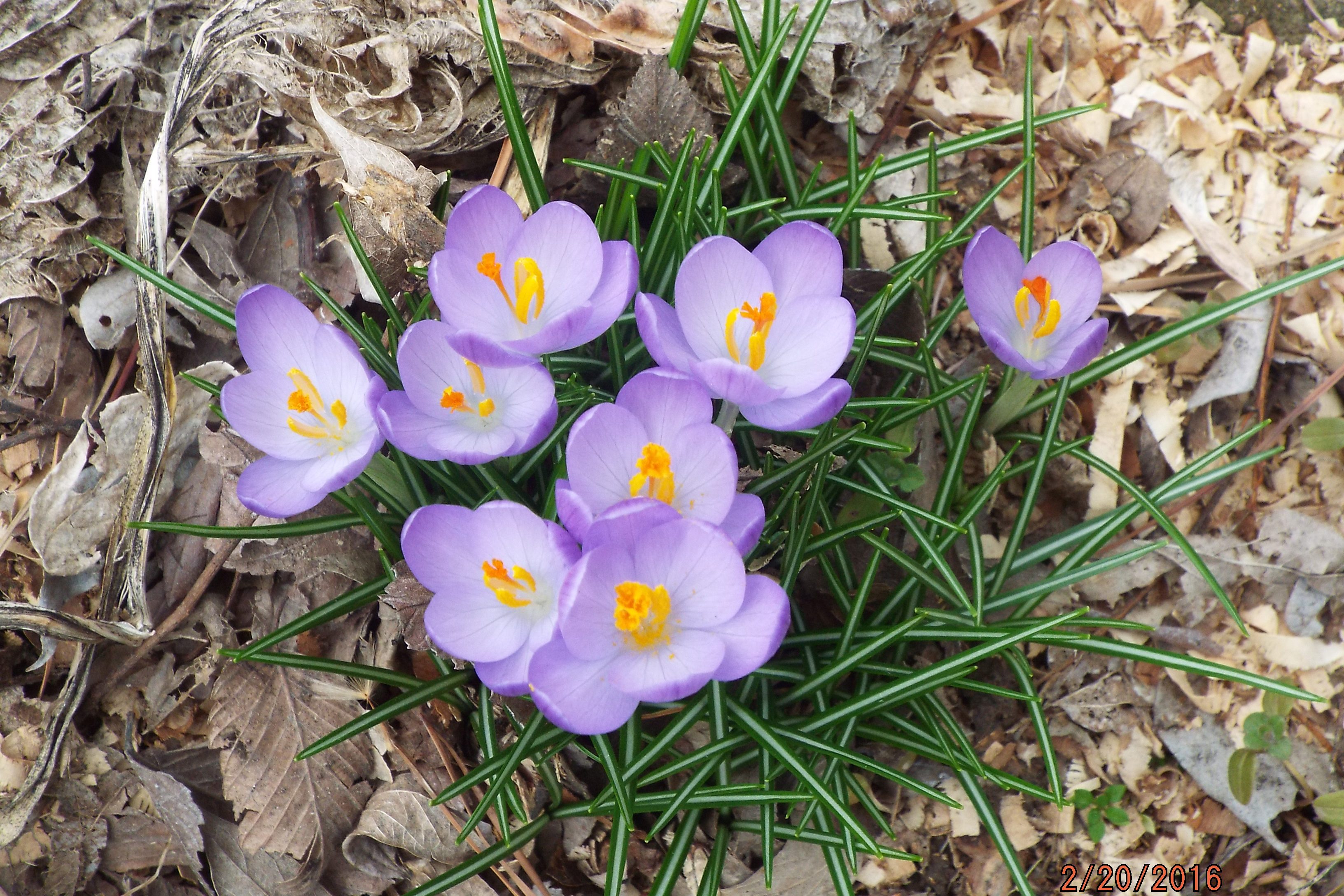 spring flowers blooming