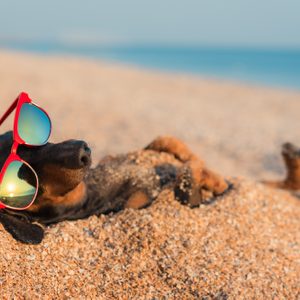 Beach puns instagram captions one liners dachschund dog