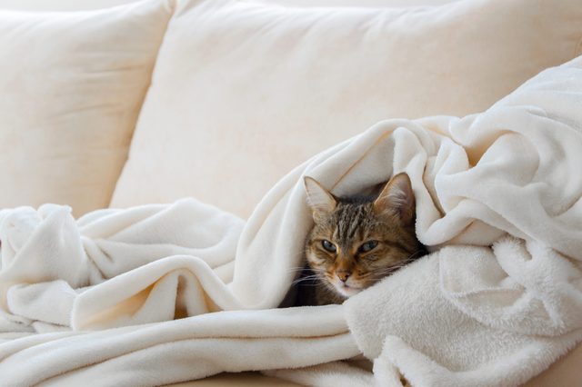 internal clock cat sleeping