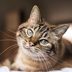 How Smart Is Your Cat? Hereâ€™s How to Tell