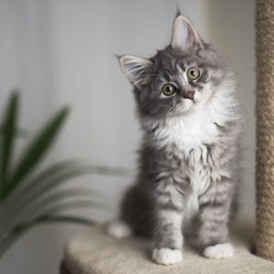 cat