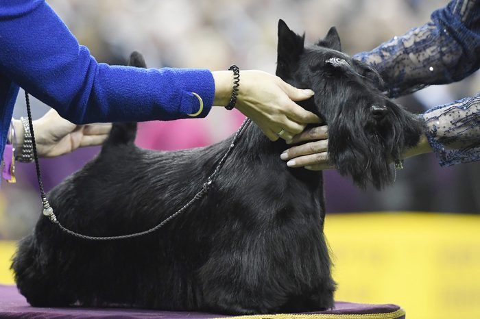 westminster dog show